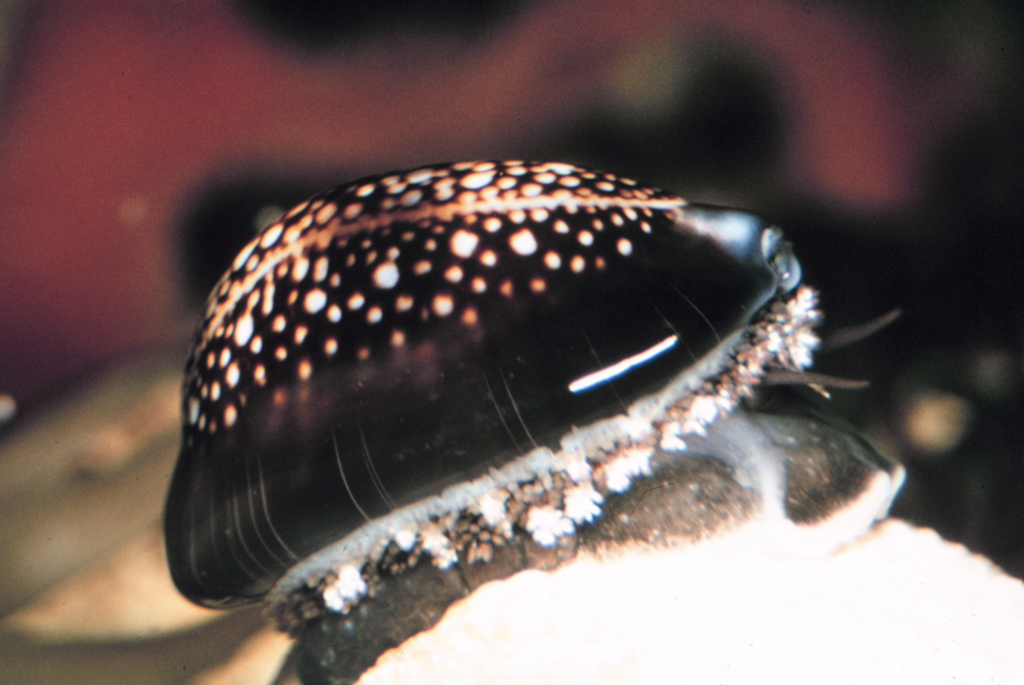 Bit Cowry